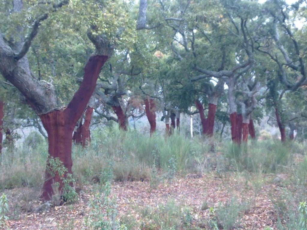 Apartamentos Rurales Candela Canamero Bagian luar foto